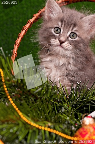 Image of Cute gray kitten