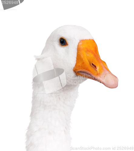 Image of Domestic goose