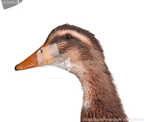 Image of Domestic duck