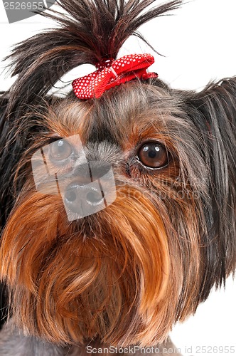 Image of Yorkshire terrier