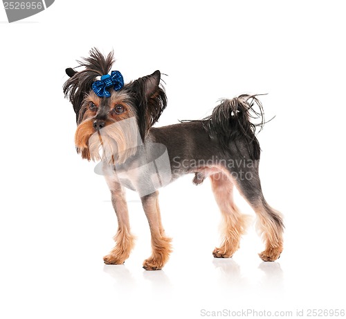 Image of Yorkshire terrier