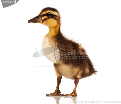 Image of Domestic duckling