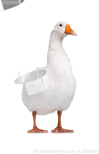 Image of Domestic goose