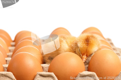 Image of Eggs and chicken