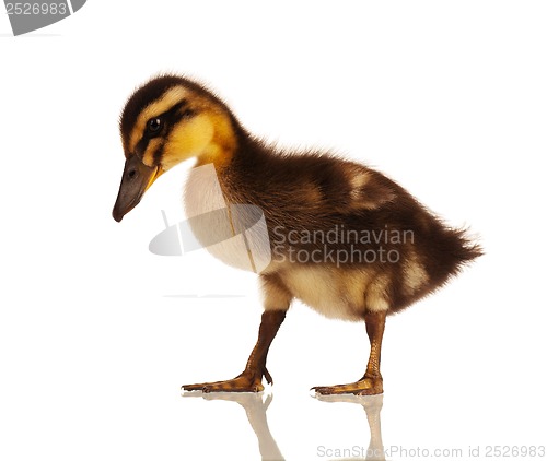 Image of Domestic duckling