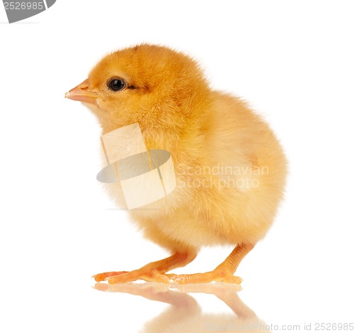 Image of Little chicken