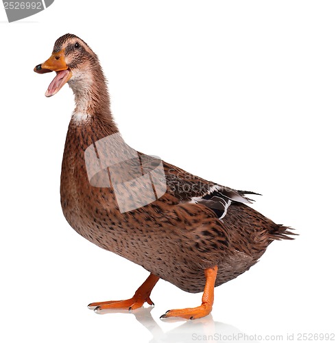 Image of Domestic duck