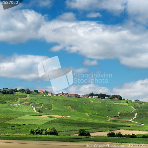 Image of Vineyard landscape, Montagne de Reims, France