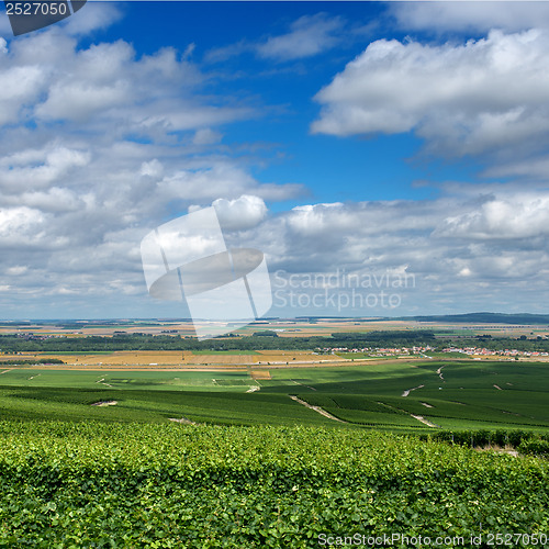 Image of Vineyard landscape, Montagne de Reims, France