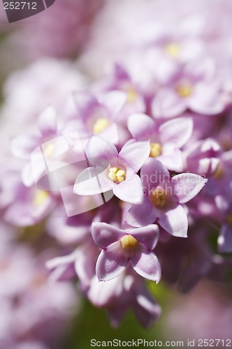 Image of Flowers