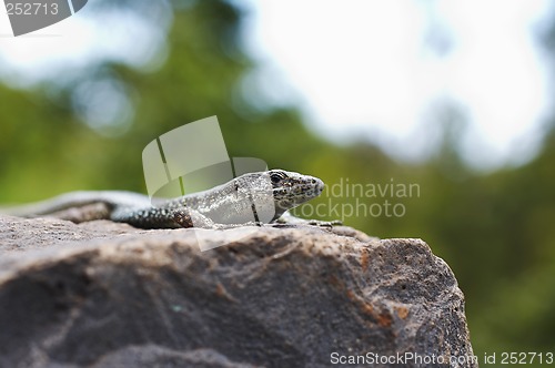 Image of Lizard