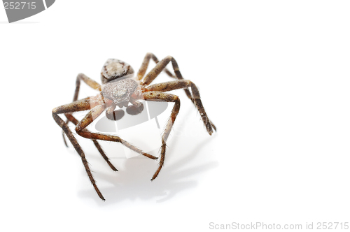 Image of Spider