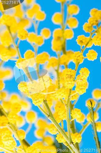 Image of blossoming mimosa, a close up