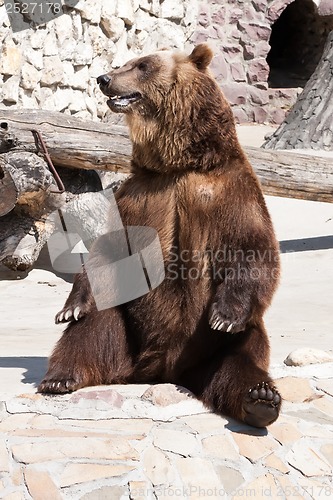 Image of Bear