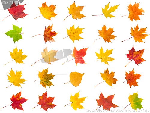 Image of Maple leaves