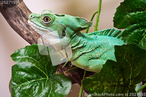 Image of Plumed basilisk