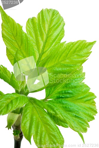 Image of Tree branch in spring