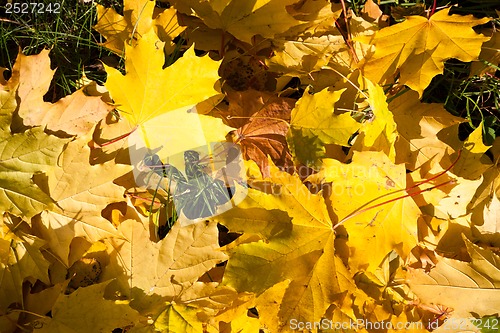 Image of Autumn
