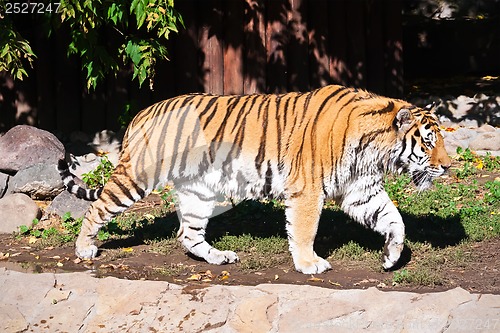 Image of Tiger