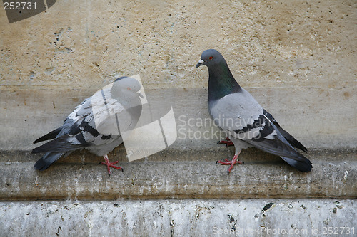 Image of Pigeons in love