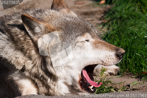 Image of Wolf