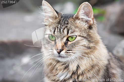 Image of Cat