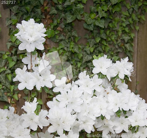 Image of Azaleas