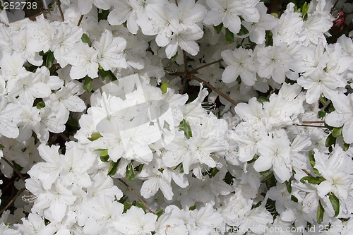 Image of Azaleas