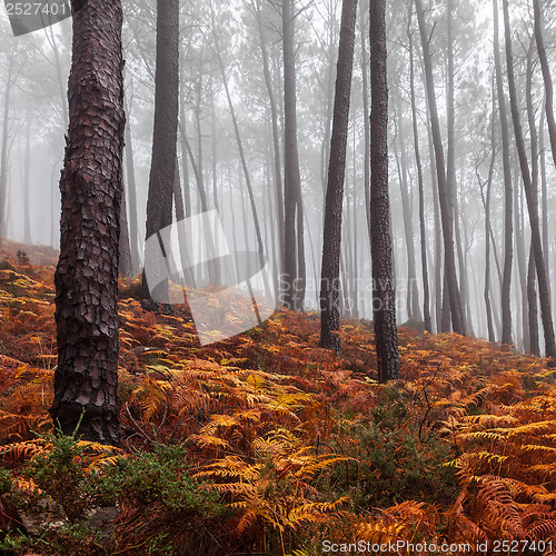 Image of Foggy Forest