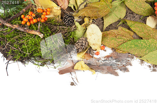 Image of autumn leaves