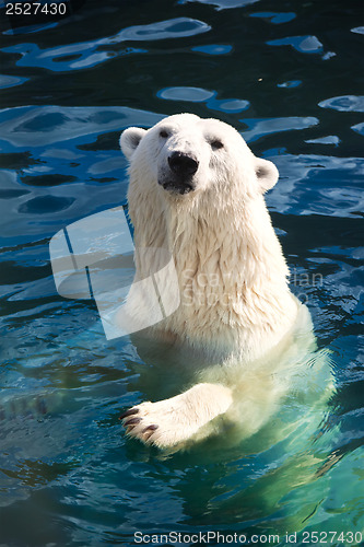 Image of Polar bear