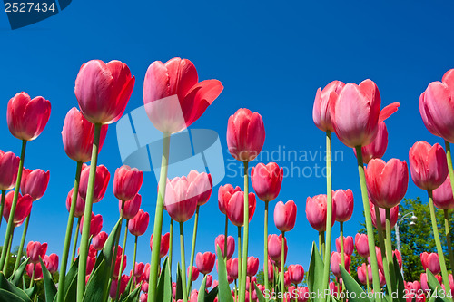 Image of Tulip flowers