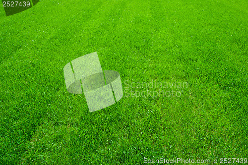 Image of Green grass