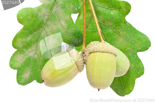 Image of Acorn