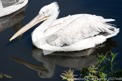 Image of Pelican