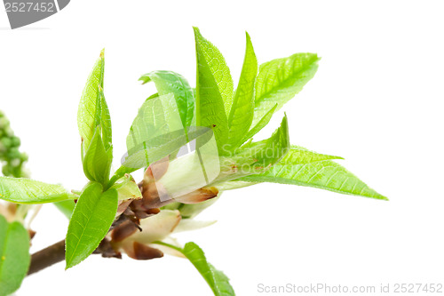 Image of Tree branch in spring