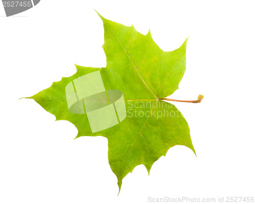 Image of Maple leaf