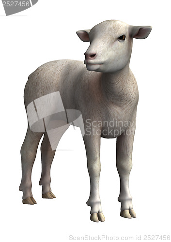 Image of Lamb