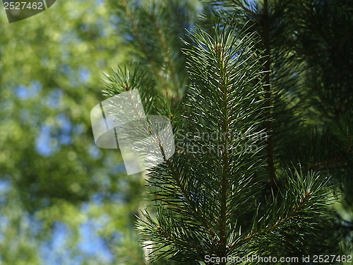 Image of pine needles