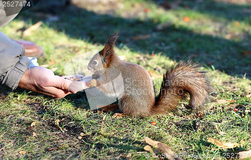 Image of Squirrel eating nuts with hands