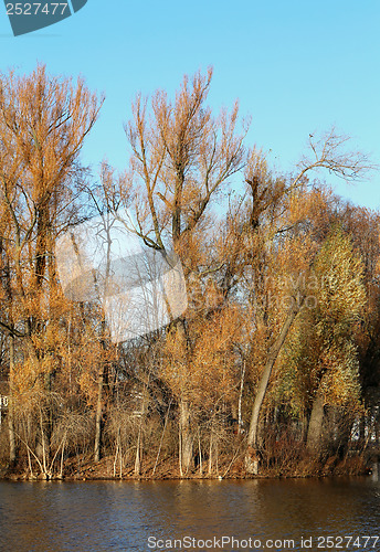 Image of Autumn trees without leaves in water