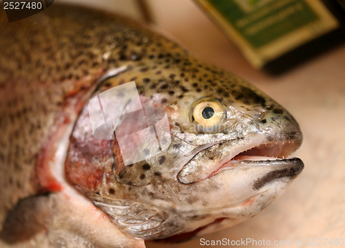 Image of Trout fish head