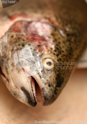 Image of Trout fish head