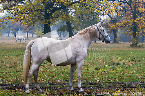 Image of White horse