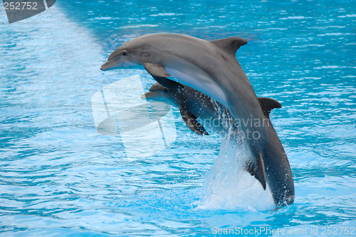 Image of Dolphins jumping