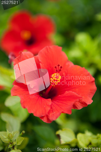 Image of Bermuda Red Hibiscus Flower 