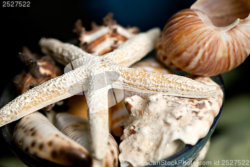 Image of Sea Shells and Starfish