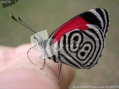 Image of Butterfly