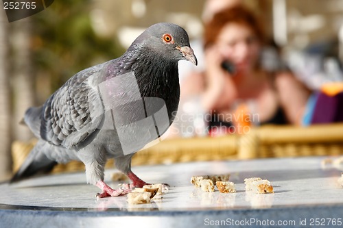 Image of Urban Pigeon