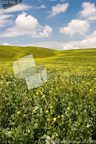 Image of Flowered Landscape